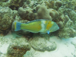 Puddingwife IMG 5461